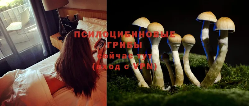 Галлюциногенные грибы Psilocybe  где купить наркоту  Великий Устюг 